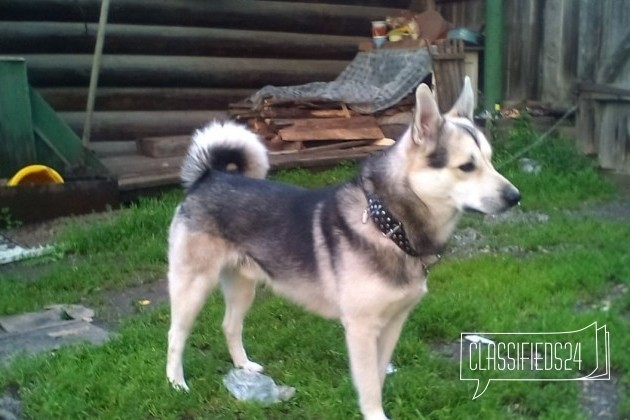 Потерялась собака в городе Нижний Тагил, фото 1, Лайка