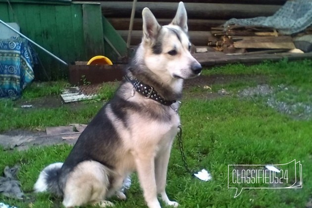 Потерялась собака в городе Нижний Тагил, фото 2, Свердловская область