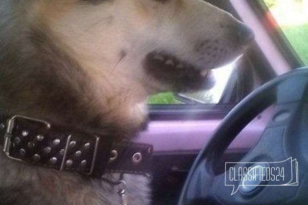 Потерялась собака в городе Нижний Тагил, фото 3, телефон продавца: +7 (903) 081-91-79