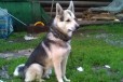 Потерялась собака в городе Нижний Тагил, фото 2, телефон продавца: +7 (903) 081-91-79