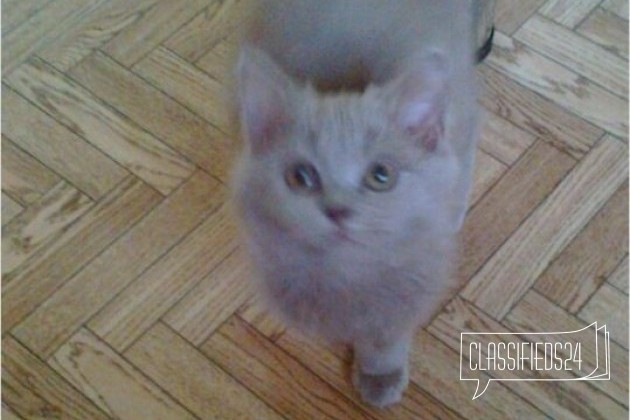 Отдам котенка в городе Грязи, фото 2, телефон продавца: +7 (904) 283-06-15