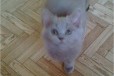 Отдам котенка в городе Грязи, фото 2, телефон продавца: +7 (904) 283-06-15