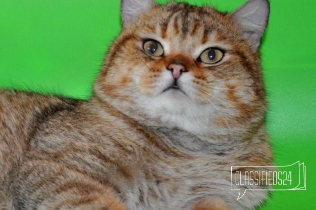 Женихи для кошечек вязка С котом в городе Железнодорожный, фото 1, телефон продавца: +7 (915) 441-54-32