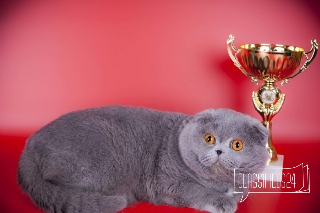 Женихи для кошечек вязка С котом в городе Железнодорожный, фото 5, телефон продавца: +7 (915) 441-54-32
