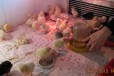 Цыплята в городе Нижний Тагил, фото 1, Свердловская область