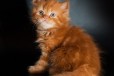 Хайленд страйт. Породистый, клубный котик в городе Пенза, фото 1, Пензенская область