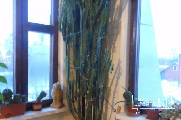 Кактусовое дерево 2 шт в городе Домодедово, фото 1, стоимость: 3 500 руб.