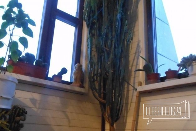 Кактусовое дерево 2 шт в городе Домодедово, фото 2, Растения