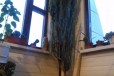 Кактусовое дерево 2 шт в городе Домодедово, фото 2, телефон продавца: +7 (929) 599-43-63