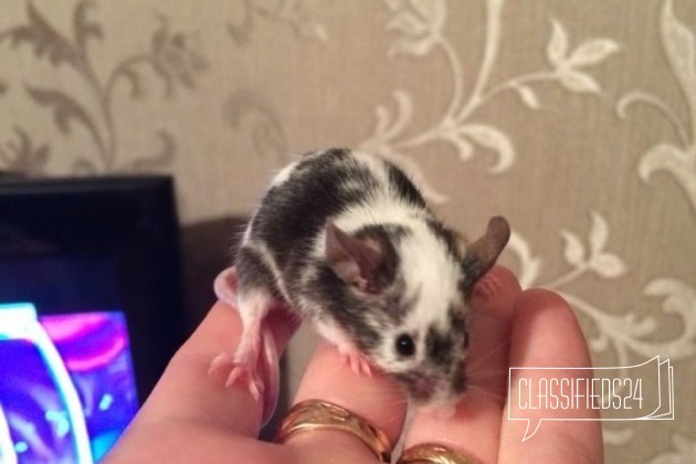 Мышки в дар в городе Новомосковск, фото 1, стоимость: 0 руб.