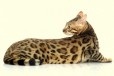 Бенгальской породы котят в городе Братск, фото 3, стоимость: 40 000 руб.