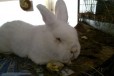 Продаю кроликов в городе Краснодар, фото 2, телефон продавца: +7 (918) 695-60-82