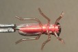 Мушка жук в городе Саранск, фото 5, Мордовия