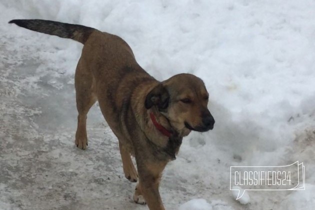 Ищем дом для очень умной и ласковой собаки в городе Саранск, фото 2, стоимость: 0 руб.