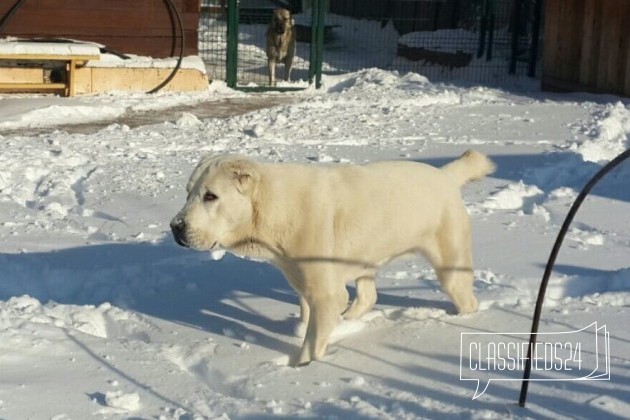 Алабаи-щенки 2 месяца в городе Иркутск, фото 5, телефон продавца: +7 (924) 615-55-85