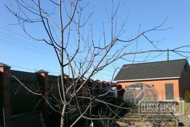 Обрезка деревьев в городе Сергиев Посад, фото 3, стоимость: 500 руб.