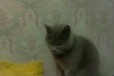 Вязка взомен котёнка в городе Чебоксары, фото 1, Чувашия