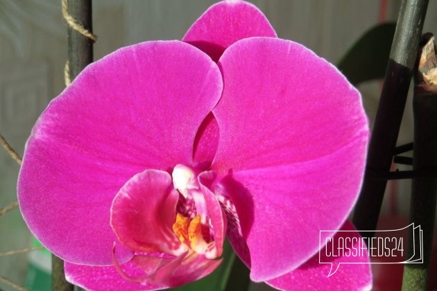 Орхидея в городе Таруса, фото 2, стоимость: 700 руб.