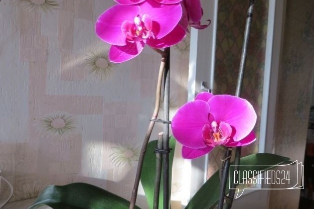 Орхидея в городе Таруса, фото 4, Калужская область