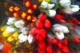 Тюльпаны оптом и в розницу в городе Ростов-на-Дону, фото 2, телефон продавца: +7 (904) 343-22-96