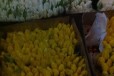 Тюльпаны оптом и в розницу в городе Ростов-на-Дону, фото 3, стоимость: 40 руб.