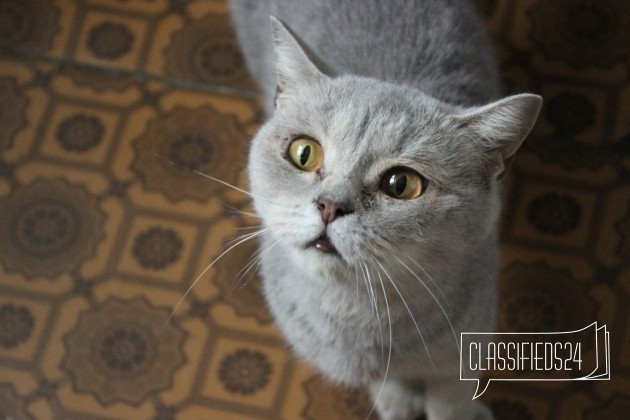 Кошка в дар в городе Щекино, фото 2, телефон продавца: +7 (953) 185-65-47