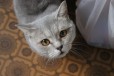 Кошка в дар в городе Щекино, фото 1, Тульская область