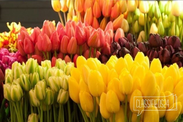 Тюльпаны в наличии в городе Волгодонск, фото 1, телефон продавца: +7 (928) 198-51-34