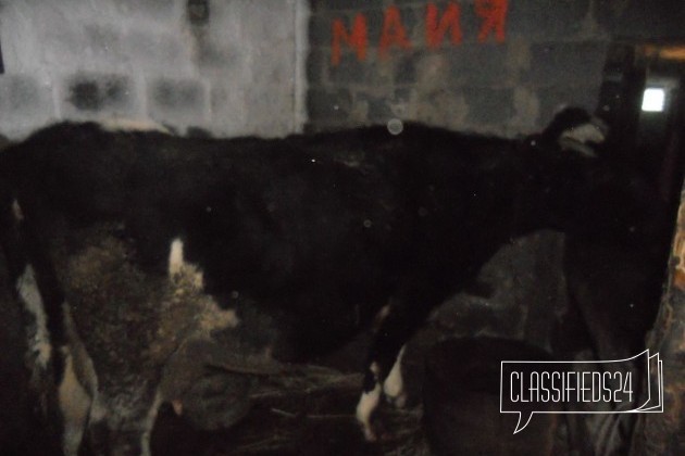 Молочная в городе Ленинск-Кузнецкий, фото 2, Сельхоз животные