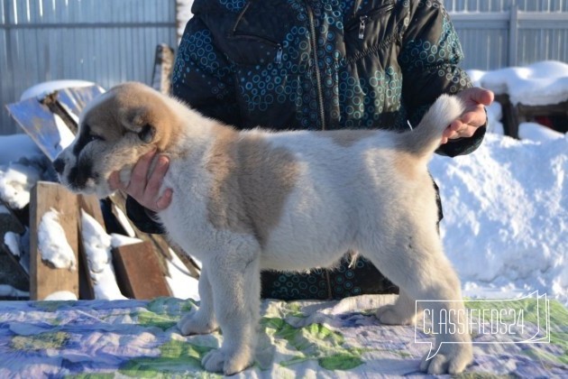 Сао кобель в городе Красноярск, фото 2, телефон продавца: +7 (913) 036-92-07