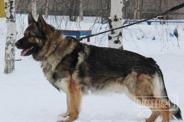 Щенки немецкой овчарки в городе Северодвинск, фото 4, Архангельская область