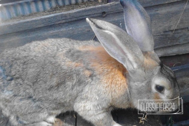 Плем кролики в городе Камень-на-Оби, фото 1, телефон продавца: +7 (923) 723-61-82