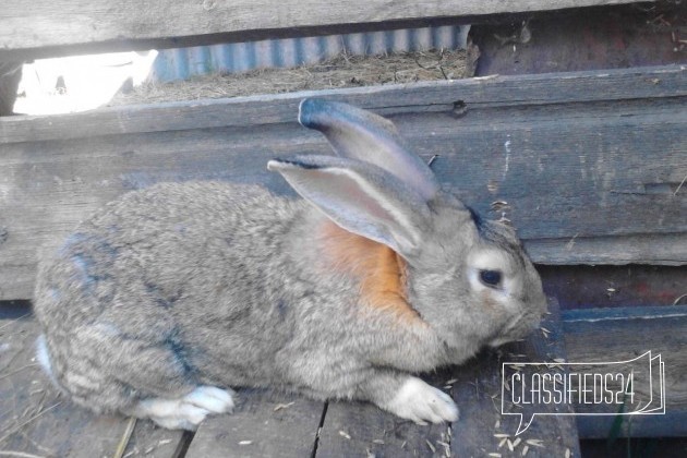 Плем кролики в городе Камень-на-Оби, фото 2, стоимость: 1 000 руб.