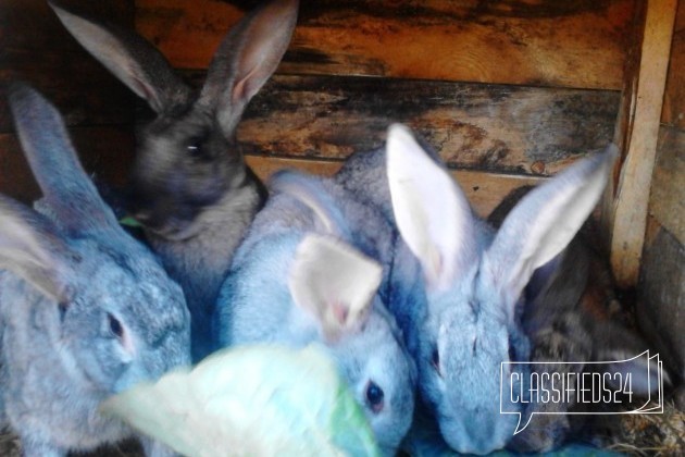 Плем кролики в городе Камень-на-Оби, фото 3, Кролики