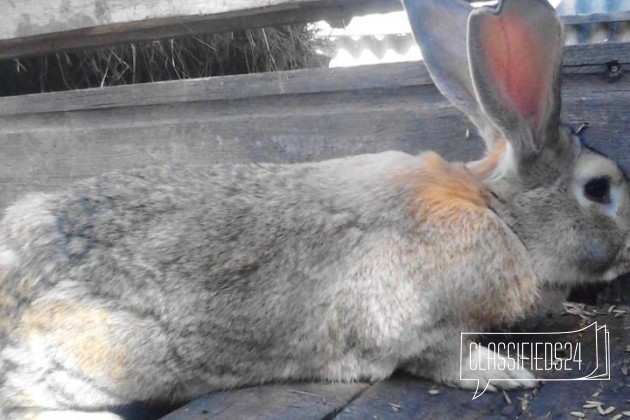 Плем кролики в городе Камень-на-Оби, фото 5, телефон продавца: +7 (923) 723-61-82
