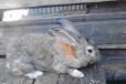 Плем кролики в городе Камень-на-Оби, фото 2, телефон продавца: +7 (923) 723-61-82