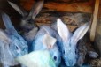 Плем кролики в городе Камень-на-Оби, фото 3, стоимость: 1 000 руб.