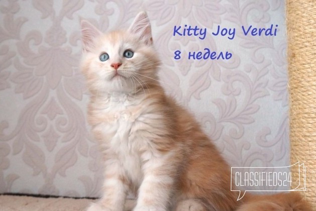 Высокопородные котята Мейн кун в городе Красноярск, фото 1, телефон продавца: +7 (923) 222-13-21