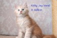 Высокопородные котята Мейн кун в городе Красноярск, фото 1, Красноярский край