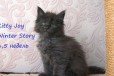 Высокопородные котята Мейн кун в городе Красноярск, фото 3, стоимость: 0 руб.