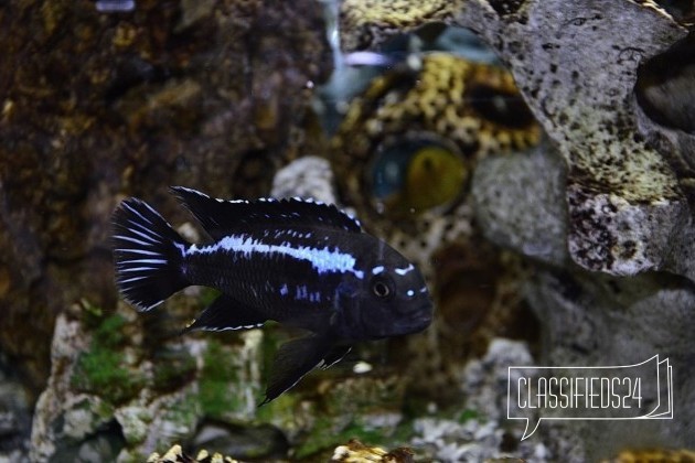 Йоханни (Melanochromis johanni) Цихлиды в городе Санкт-Петербург, фото 3, телефон продавца: +7 (904) 615-81-27