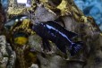 Йоханни (Melanochromis johanni) Цихлиды в городе Санкт-Петербург, фото 2, телефон продавца: +7 (904) 615-81-27