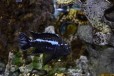 Йоханни (Melanochromis johanni) Цихлиды в городе Санкт-Петербург, фото 3, стоимость: 1 000 руб.