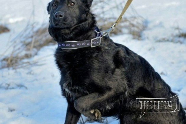 В добрые руки ласковая собака в городе Брянск, фото 1, Брянская область
