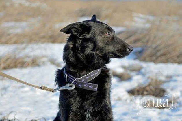 В добрые руки ласковая собака в городе Брянск, фото 2, телефон продавца: +7 (962) 143-76-76