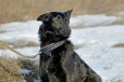 В добрые руки ласковая собака в городе Брянск, фото 4, Другая