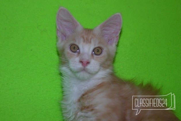 Кот породы Мейн-Кун Маленькая рысь в городе Калуга, фото 2, стоимость: 30 000 руб.