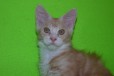 Кот породы Мейн-Кун Маленькая рысь в городе Калуга, фото 2, телефон продавца: +7 (980) 261-63-98