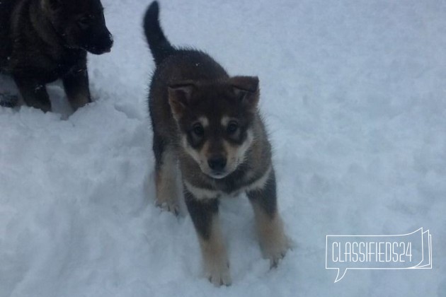 Продам щенка в городе Владимир, фото 1, Аляскинский маламут