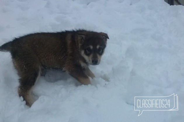 Продам щенка в городе Владимир, фото 2, Владимирская область